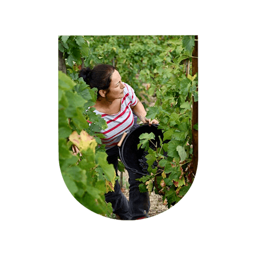 Winemaker Natacha Chave, Domaine Aléofane